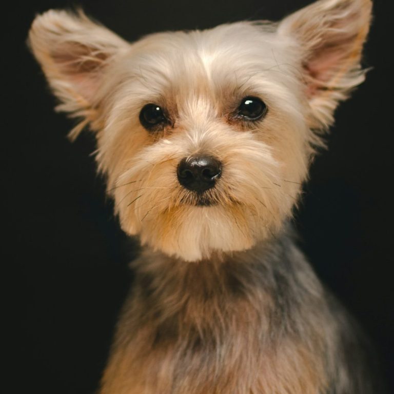 A small, fluffy Yorkshire Terrier with perked ears and a curious expression.