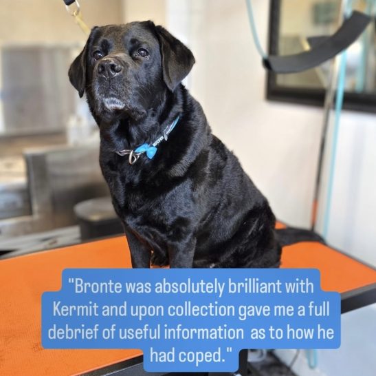 A black Labrador sitting on a grooming table with a quote about its performance.
