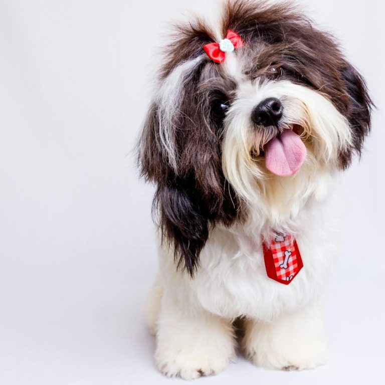 Fluffy dog with a bow in its hair, tongue out, wearing a red collar.