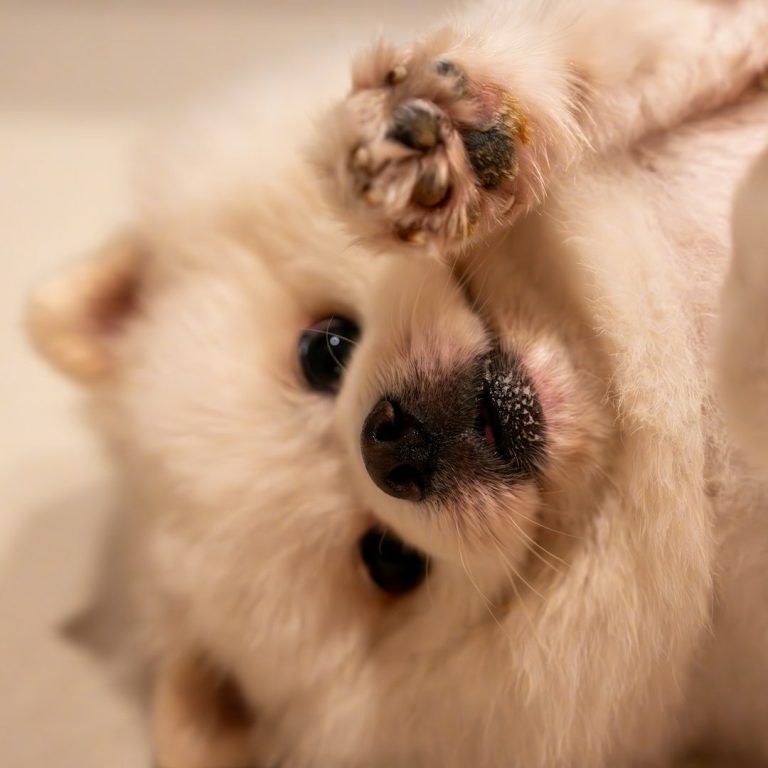 Nail Trim / Ear Clean Fluffy white puppy playfully lying on its back with one paw raised.