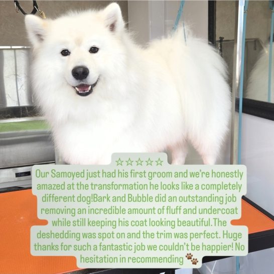 A fluffy white Samoyed dog after a grooming session, looking clean and beautifully groomed.
