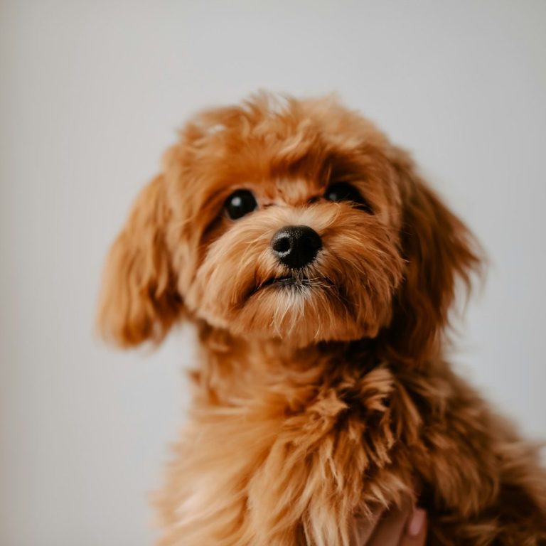 Gentle Start Black and white portrait of a curious puppy with soft fur and expressive eyes.