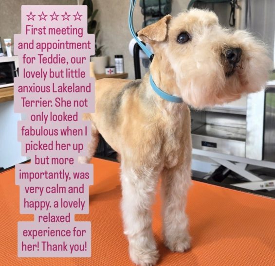 A fluffy, anxious Lakeland Terrier on a table with a calm expression.