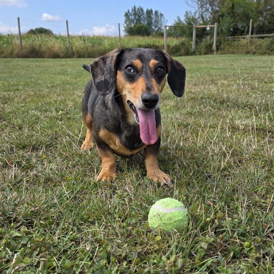 A playful dog with a wagging tongue and a green ball on grass.