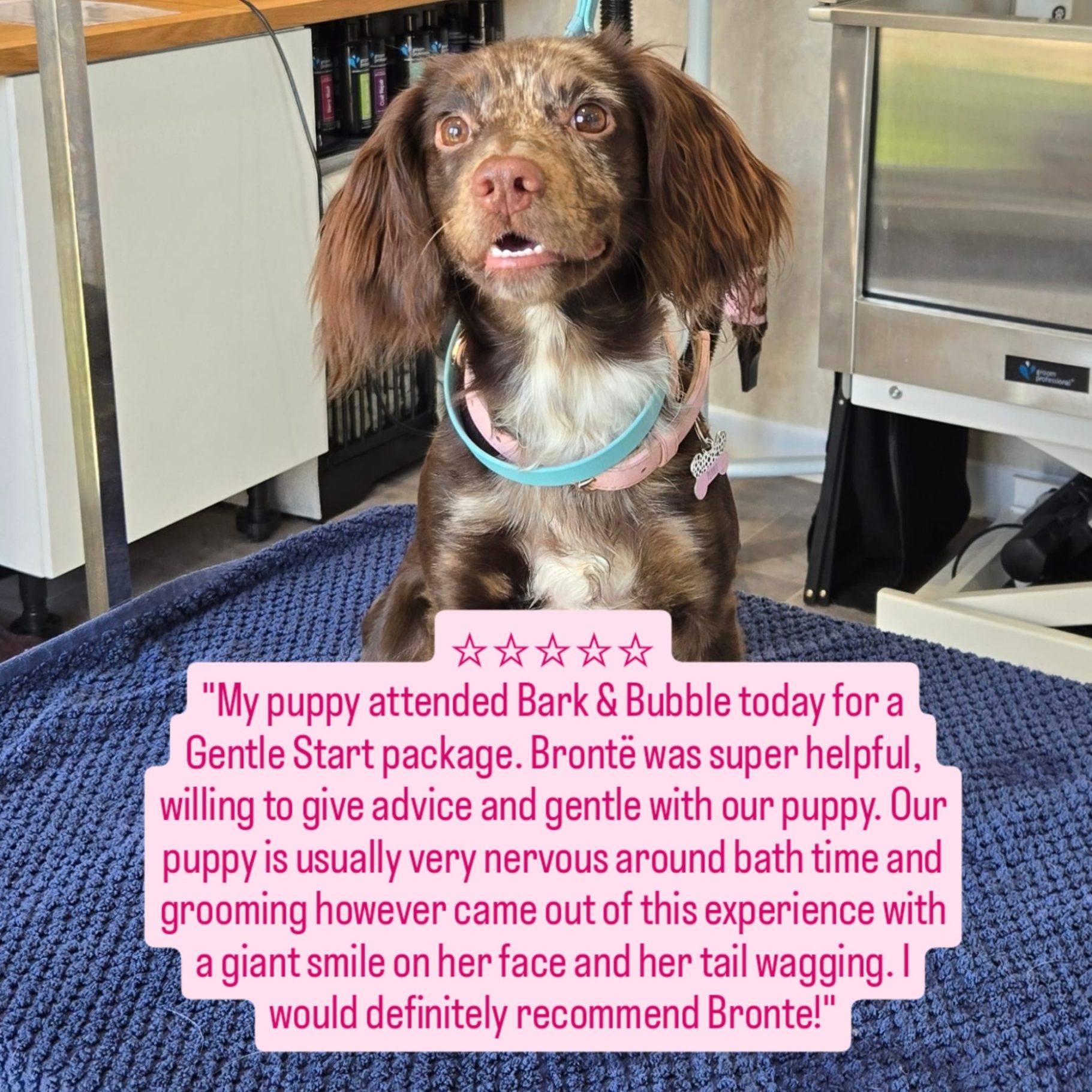 A brown and white dog sits on a grooming table, looking content and attentive.