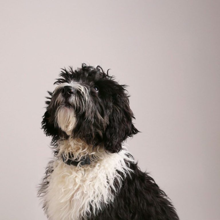 A fluffy black and white dog sits, looking upwards with a curious expression.