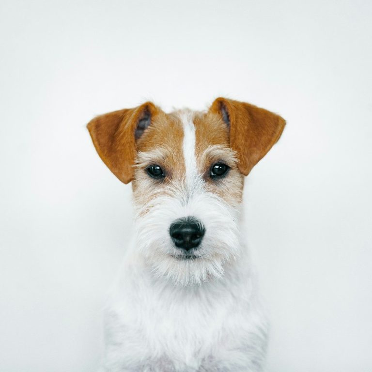 Hand Stripping A small, fluffy dog with a white coat and brown markings, looking directly at the viewer.