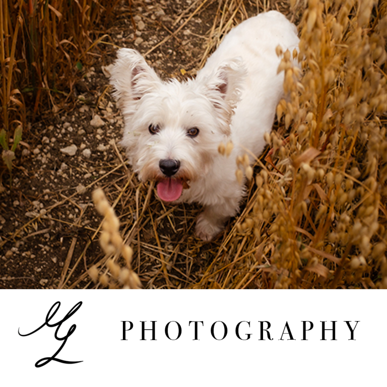 Logo for "Back to Fresh," established 2025, with a tagline "Driven by Detail."