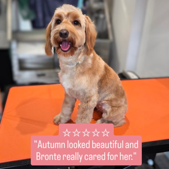 A happy dog sits on an orange table, smiling, with a pink quote below.
