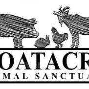 Friendly golden retriever surrounded by flowers, with the text "Peach & Paws Canine Club."