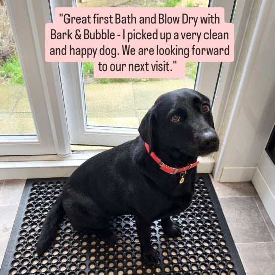 Black Labrador sitting on a mat near a door, looking content.