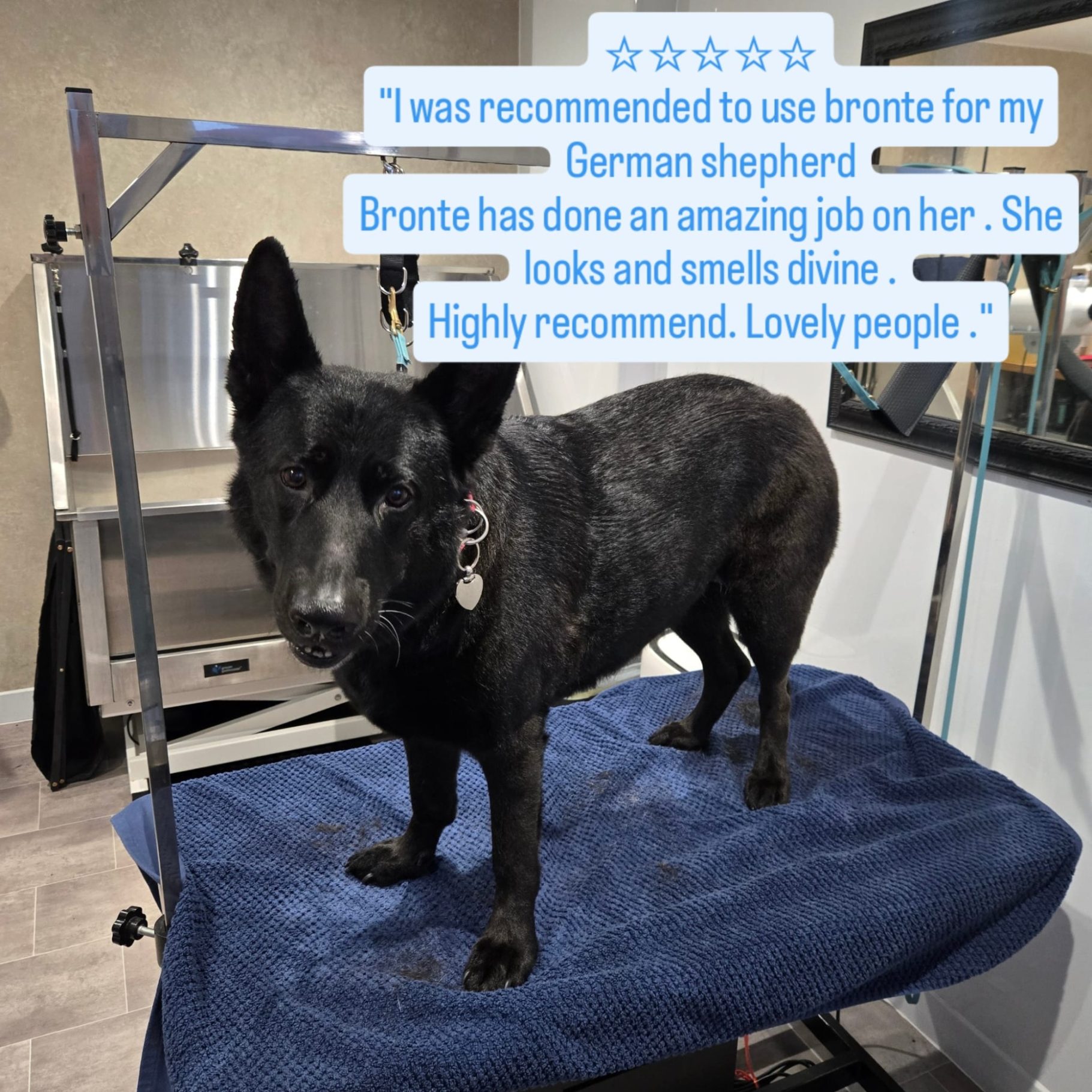 A black dog on a grooming table with positive reviews in the background.