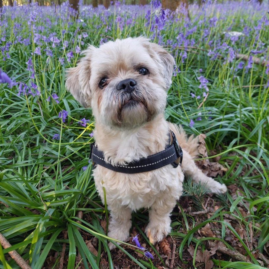 A small, light brown dog stands in a field of bluebells, looking towards the camera.