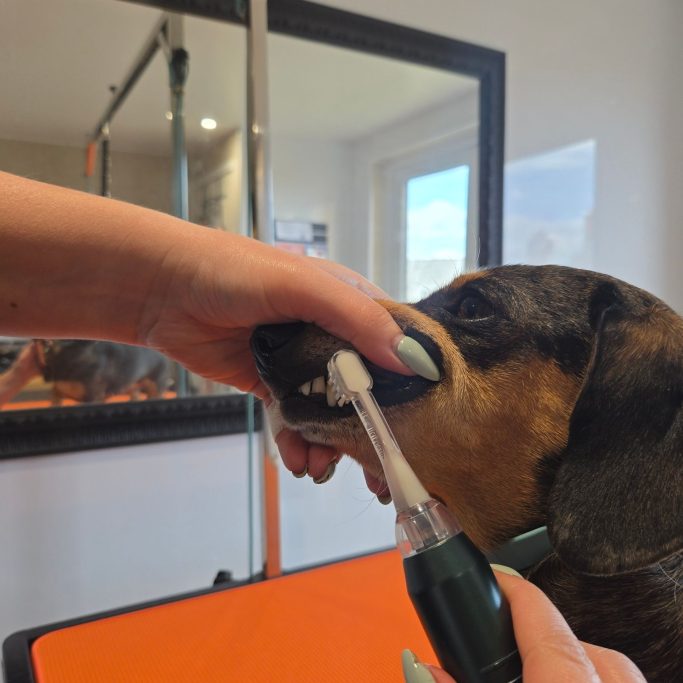 Dog having its teeth brushed by a person in a grooming setting.