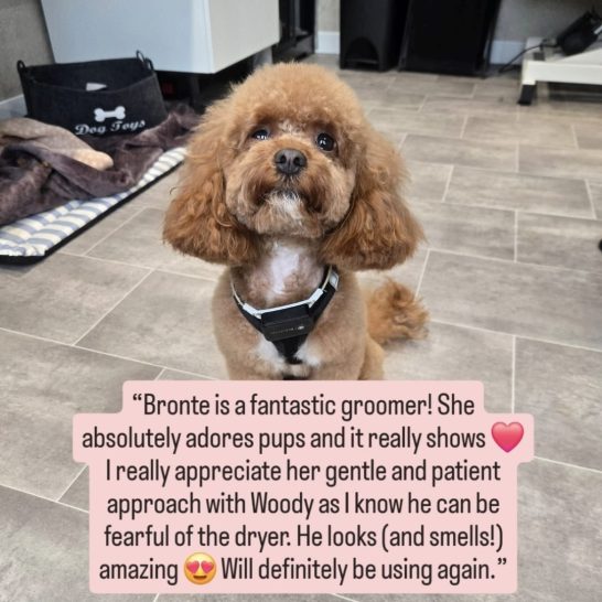 A groomed brown poodle sitting on a tiled floor, wearing a harness.