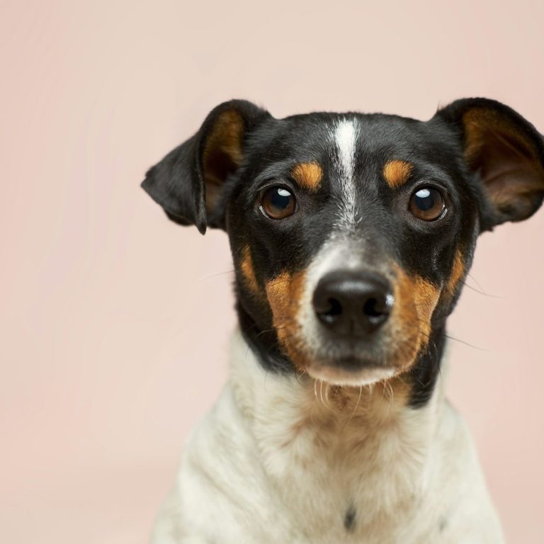 Black and white dog with tan markings, looking directly at the camera against a pink background.