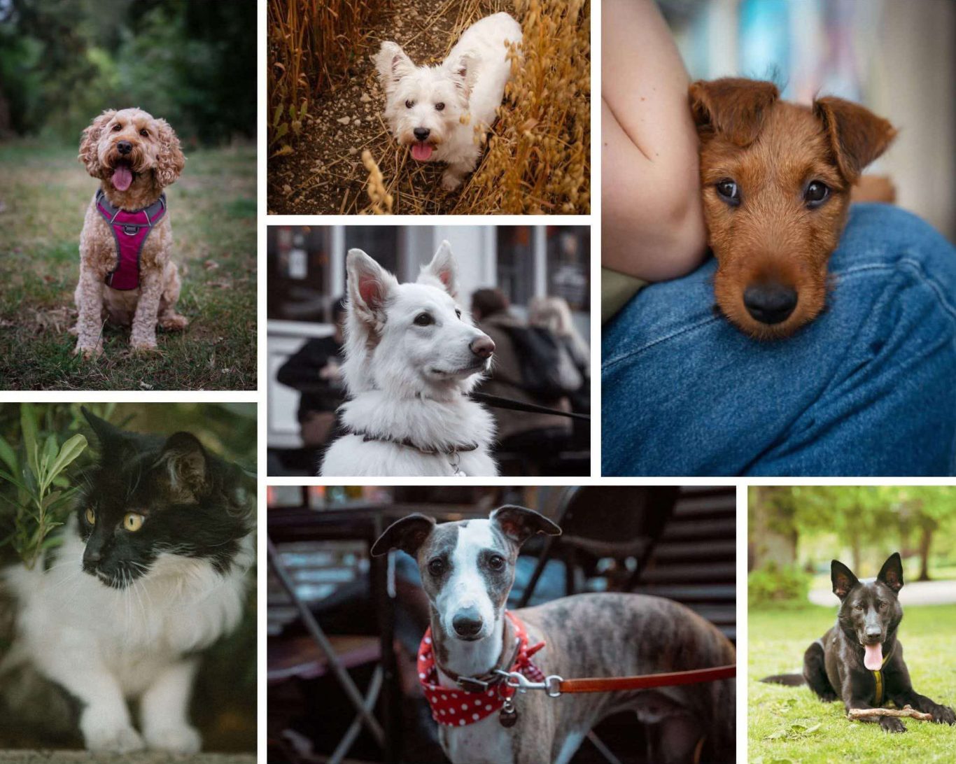 A collage of various dogs and a cat in different poses and settings.