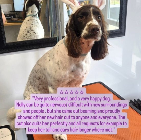 A happy dog with a new hairstyle sits in a salon, looking proud and content.