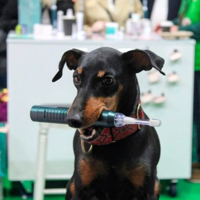 A dog holding a toothbrush in its mouth, sitting in a bright, busy outdoor setting.