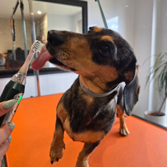 A dachshund dog curiously licking a grooming tool while standing on a table.