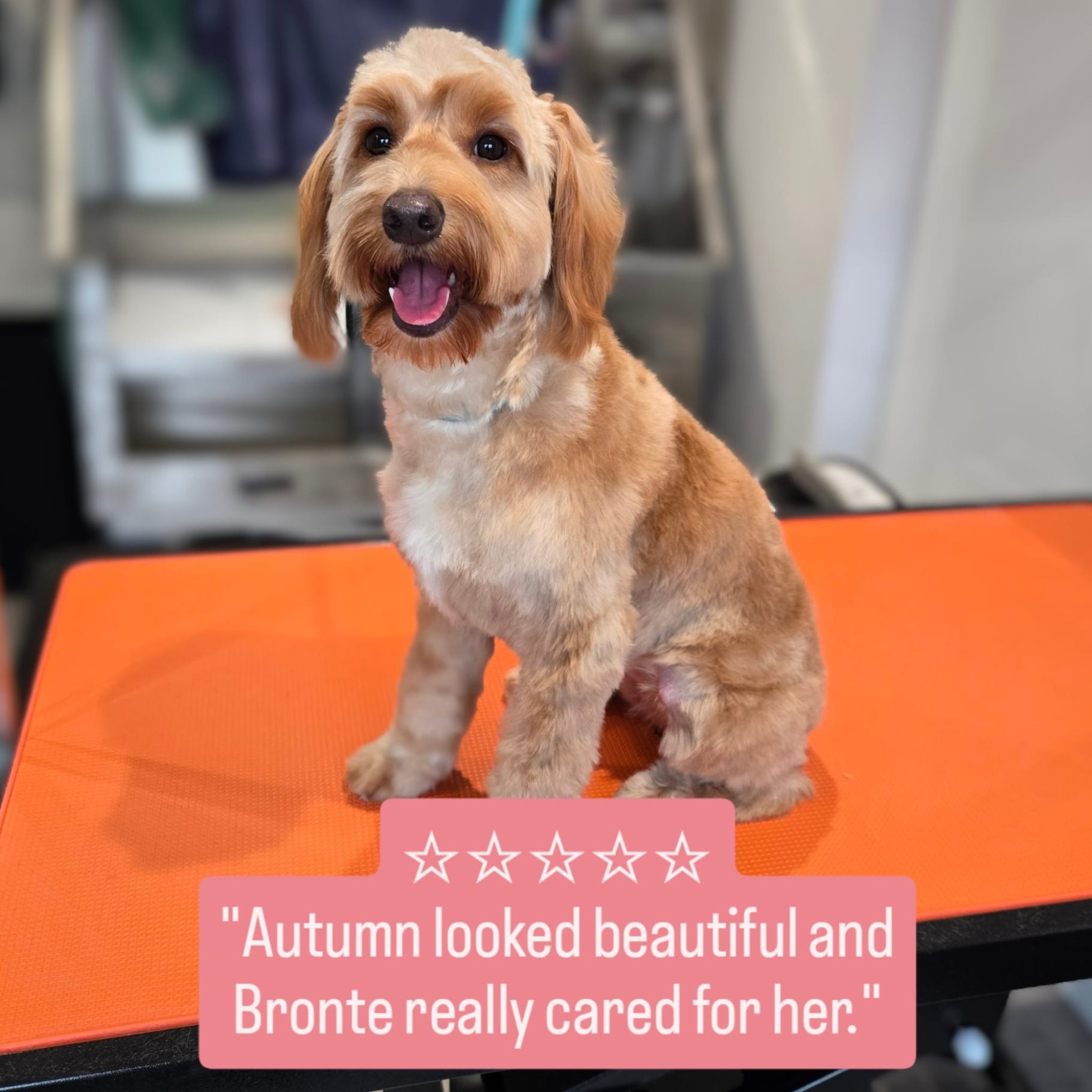 A happy dog sitting on a grooming table with a cheerful expression.