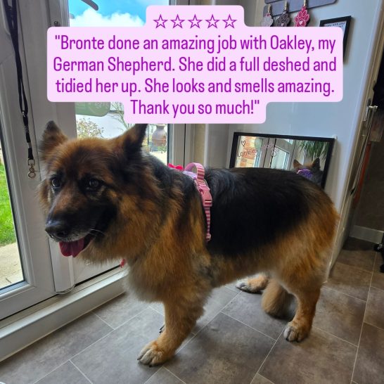 German Shepherd standing indoors with a glowing review about grooming displayed nearby.