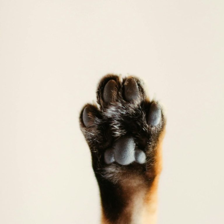 Perfect Paws Close-up of a cat's paw with dark fur and visible toes.
